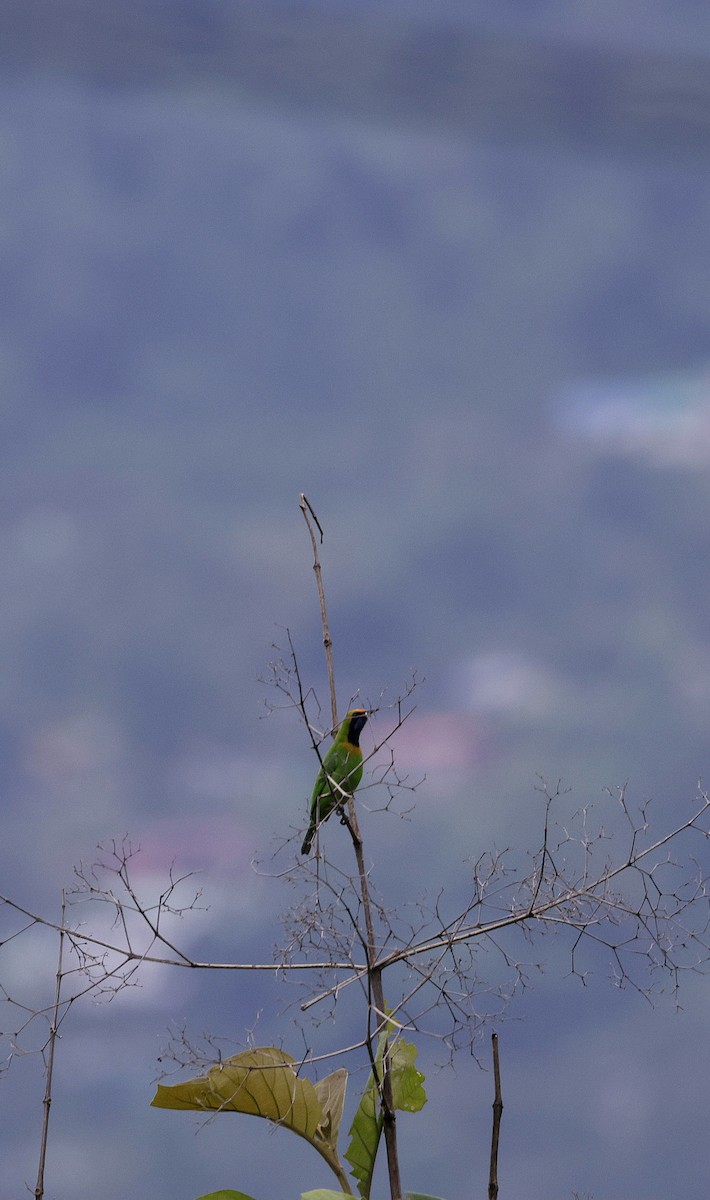 Golden-fronted Leafbird - ML646731100