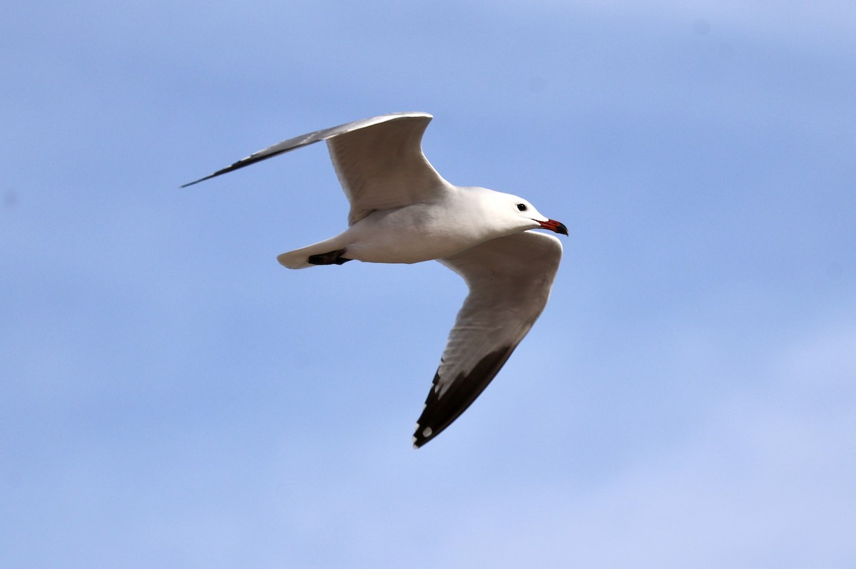 Одуэнова чайка - ML646731102