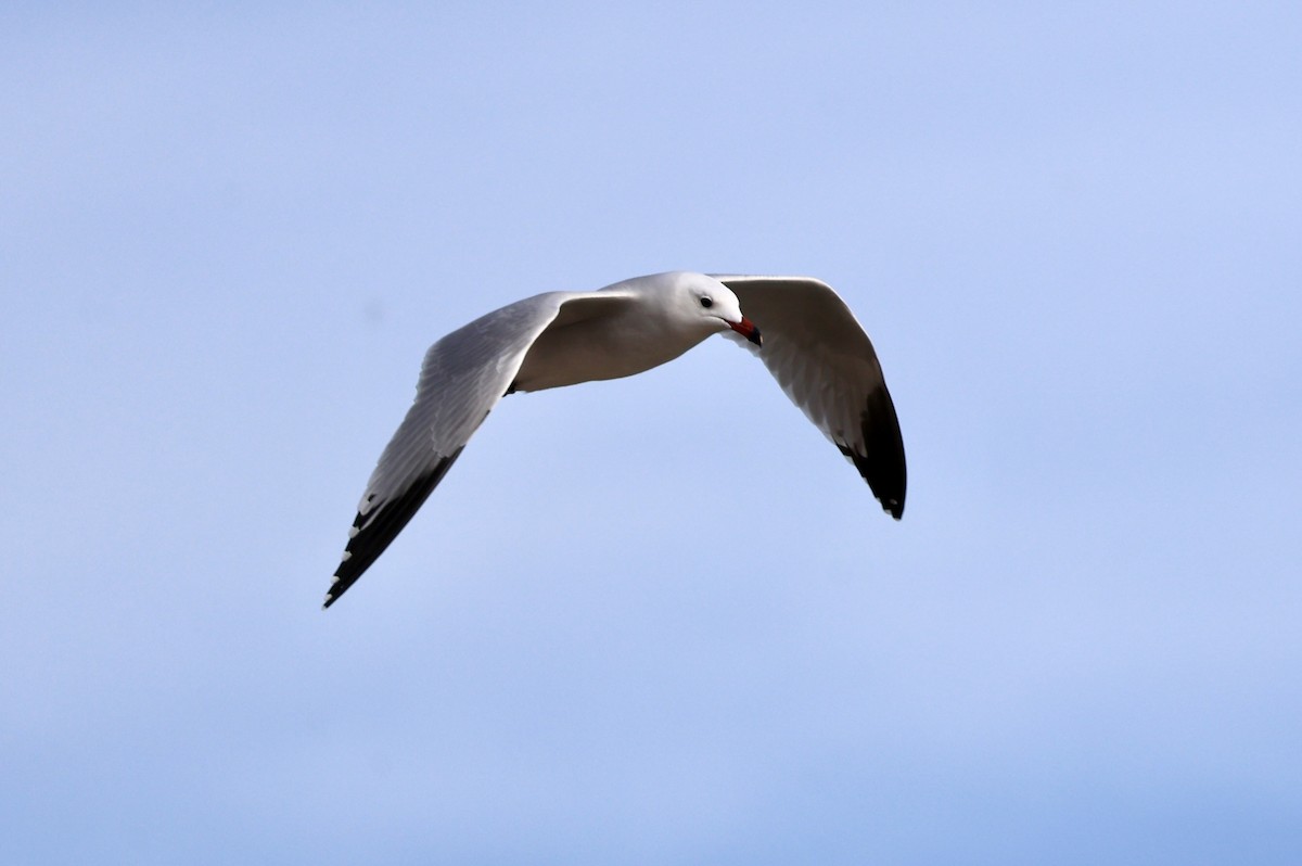 Одуэнова чайка - ML646731103