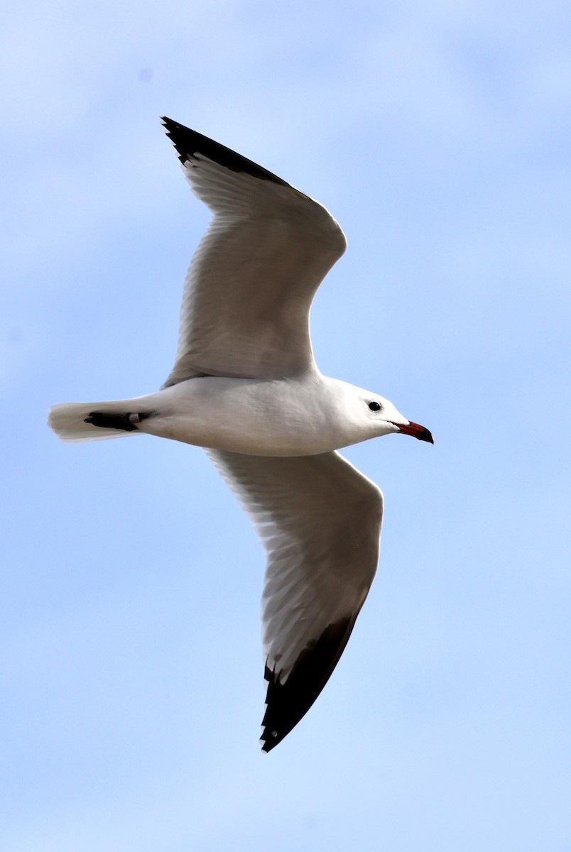 Одуэнова чайка - ML646731104