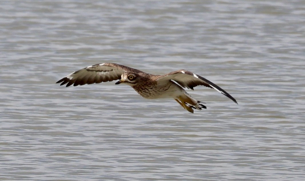 Авдотка - ML646731112