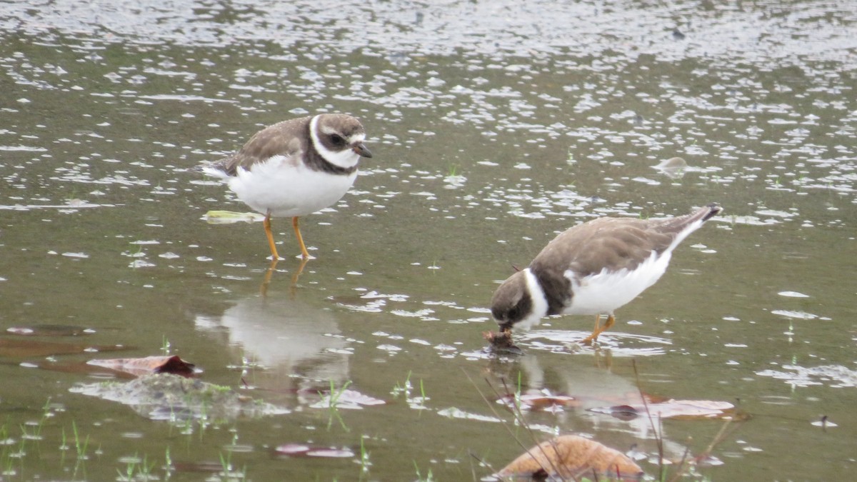 Semipalmated Plover - ML646731114