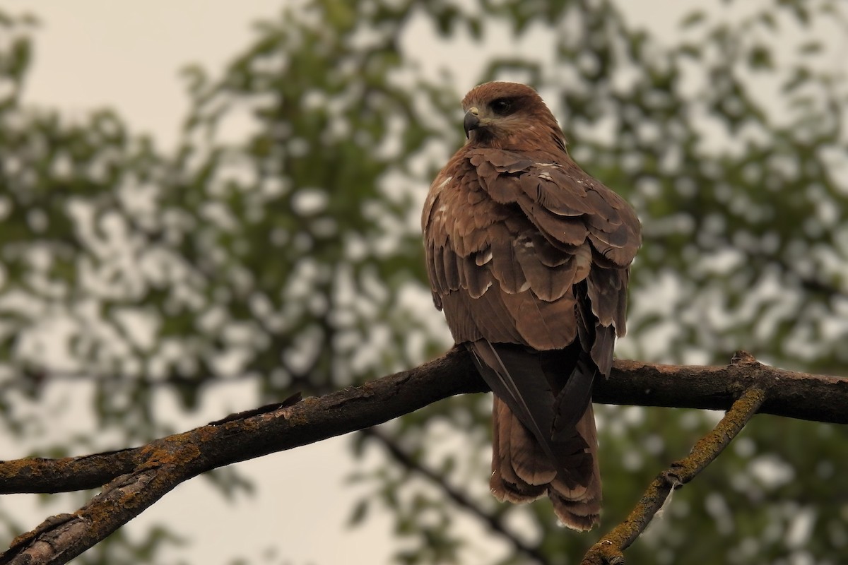 Black Kite - ML646731115
