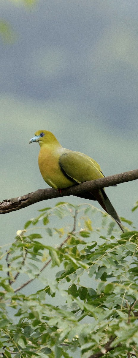 Острохвостый зелёный голубь - ML646731118