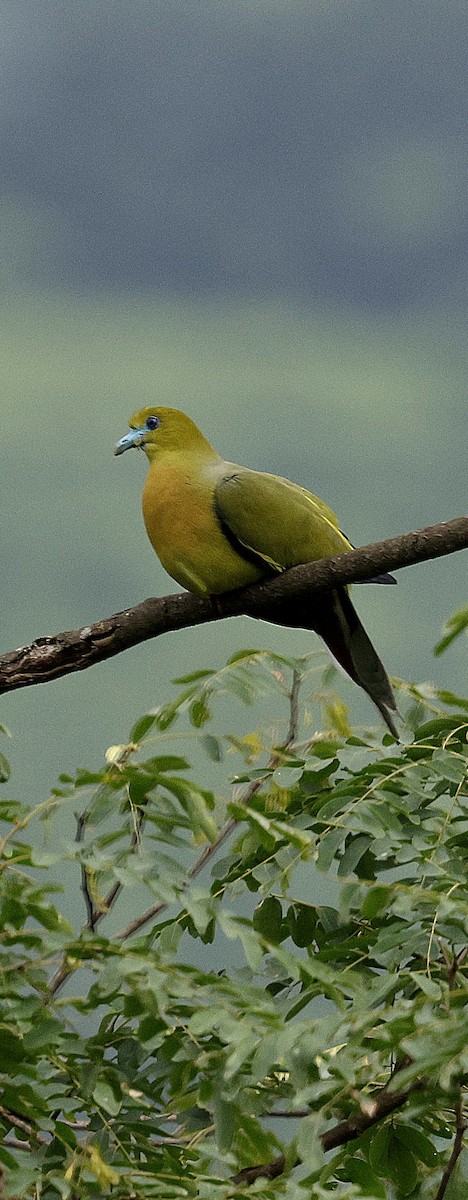 Kıl Kuyruklu Yeşil Güvercin - ML646731119