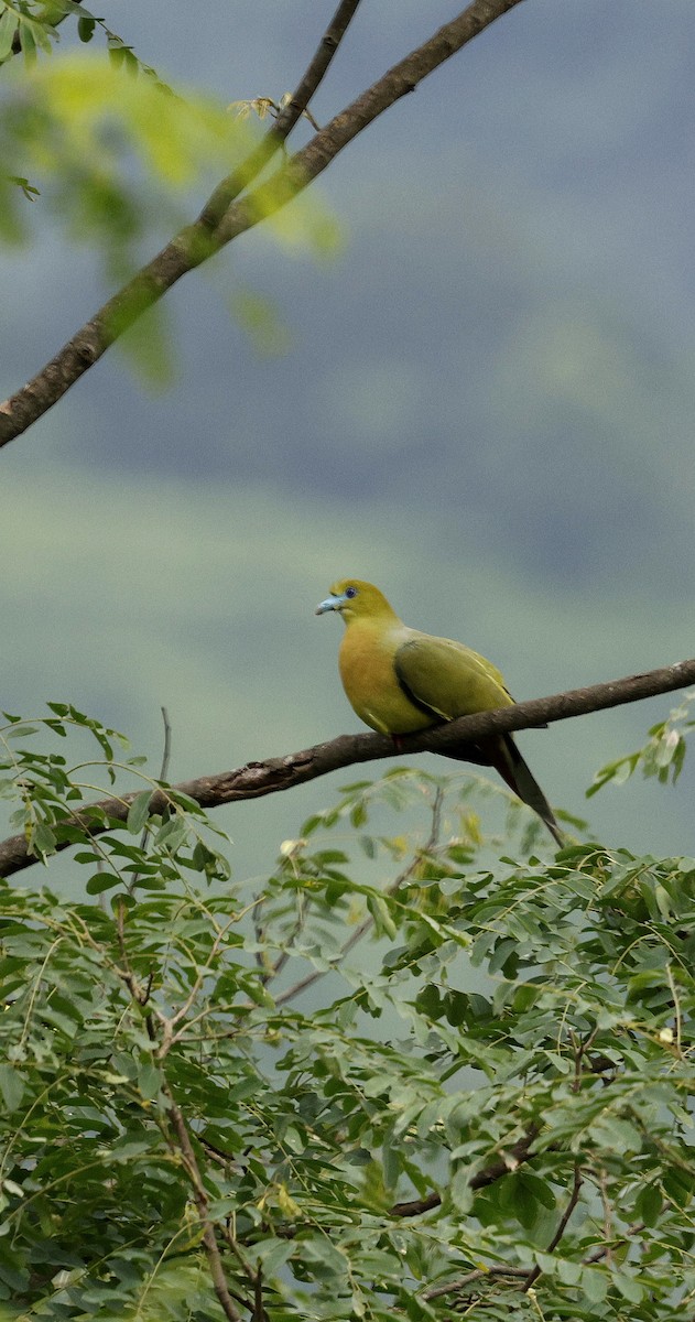 Острохвостый зелёный голубь - ML646731120