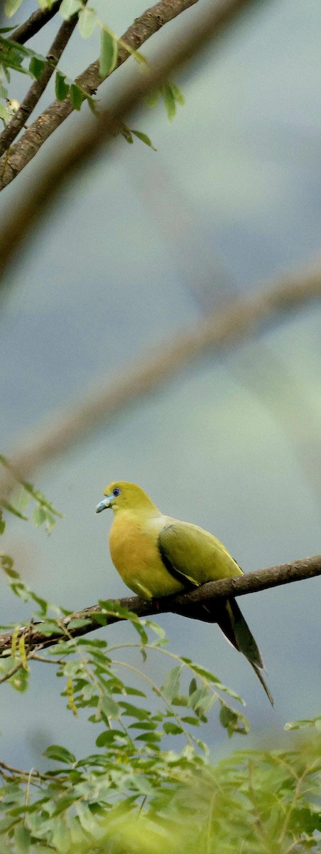 Kıl Kuyruklu Yeşil Güvercin - ML646731121