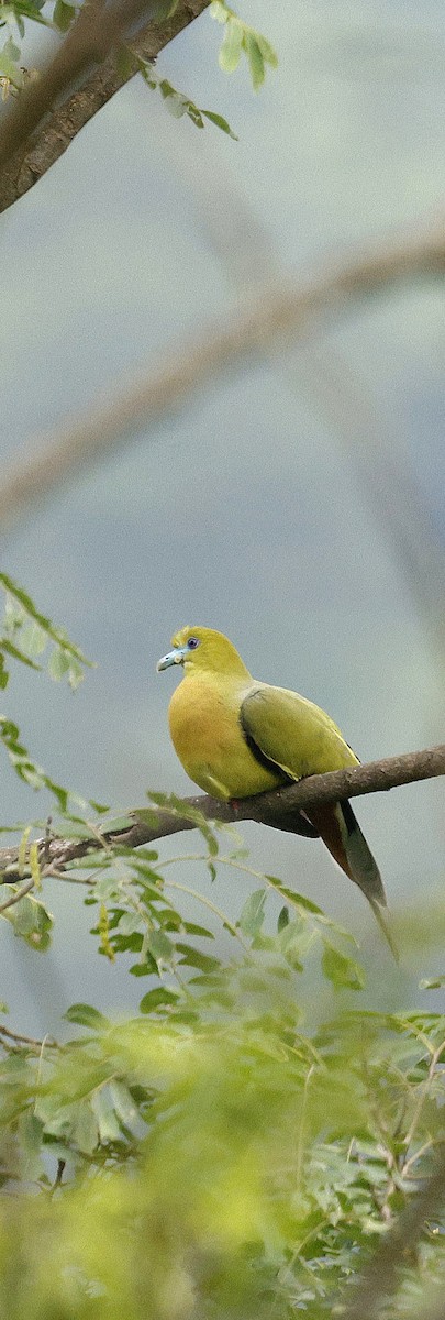 Острохвостый зелёный голубь - ML646731122