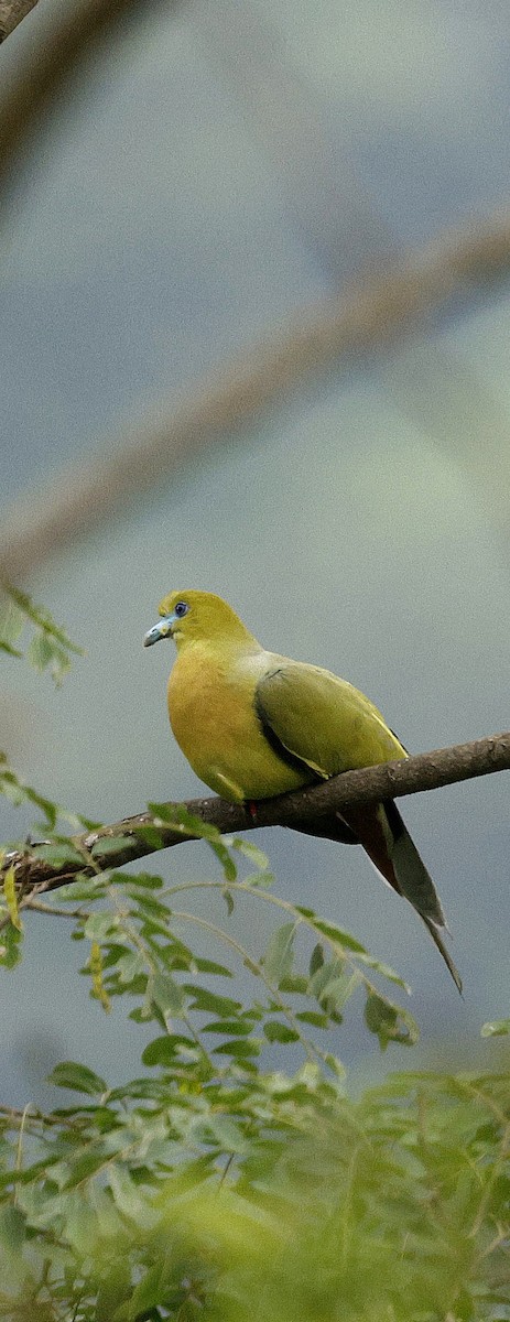 Острохвостый зелёный голубь - ML646731123