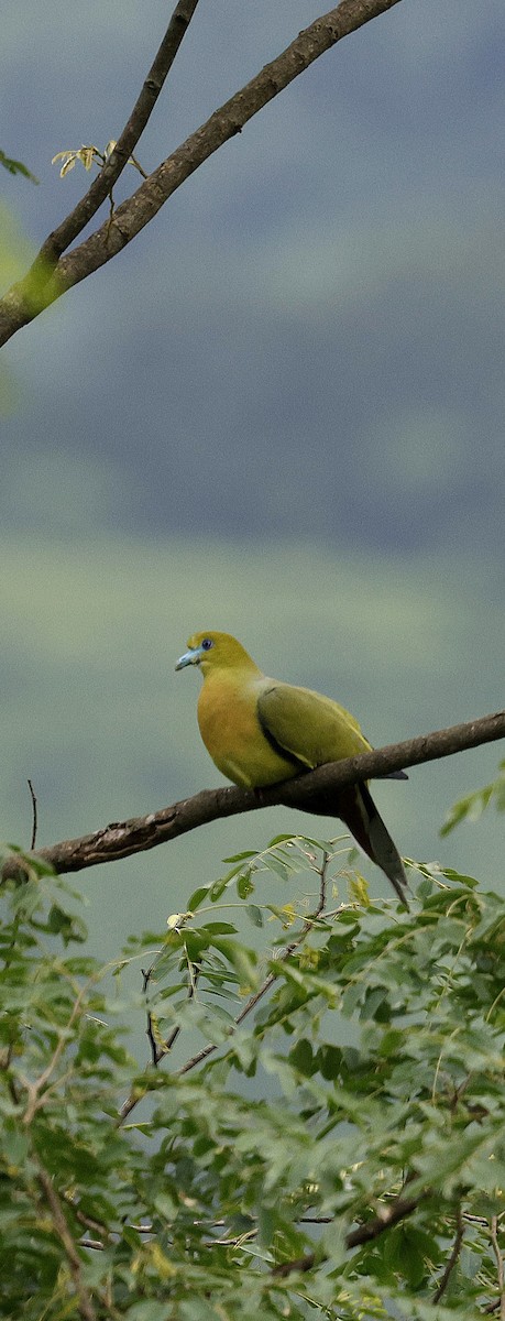 Острохвостый зелёный голубь - ML646731124