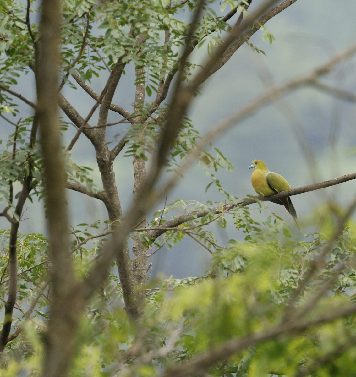 Острохвостый зелёный голубь - ML646731125