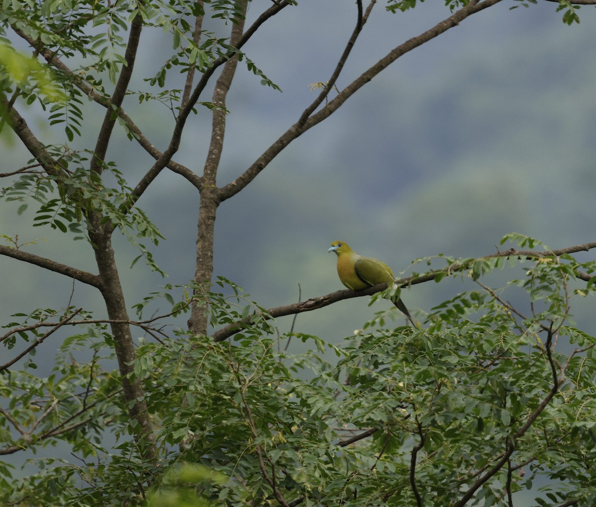 Острохвостый зелёный голубь - ML646731126