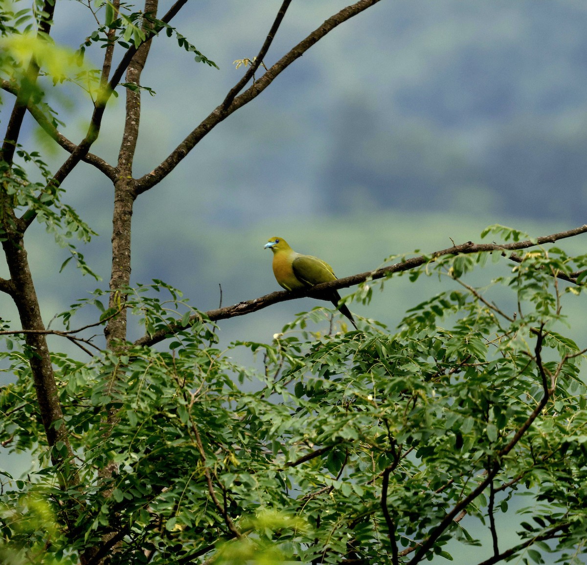 Острохвостый зелёный голубь - ML646731127