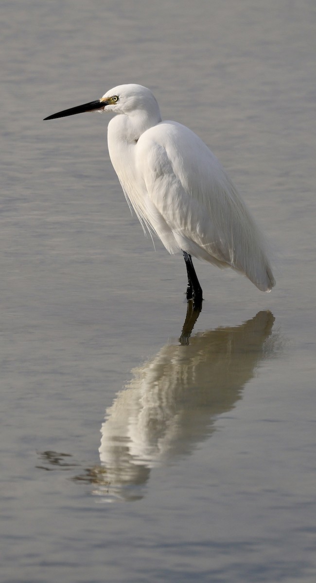 Малая белая цапля - ML646731128