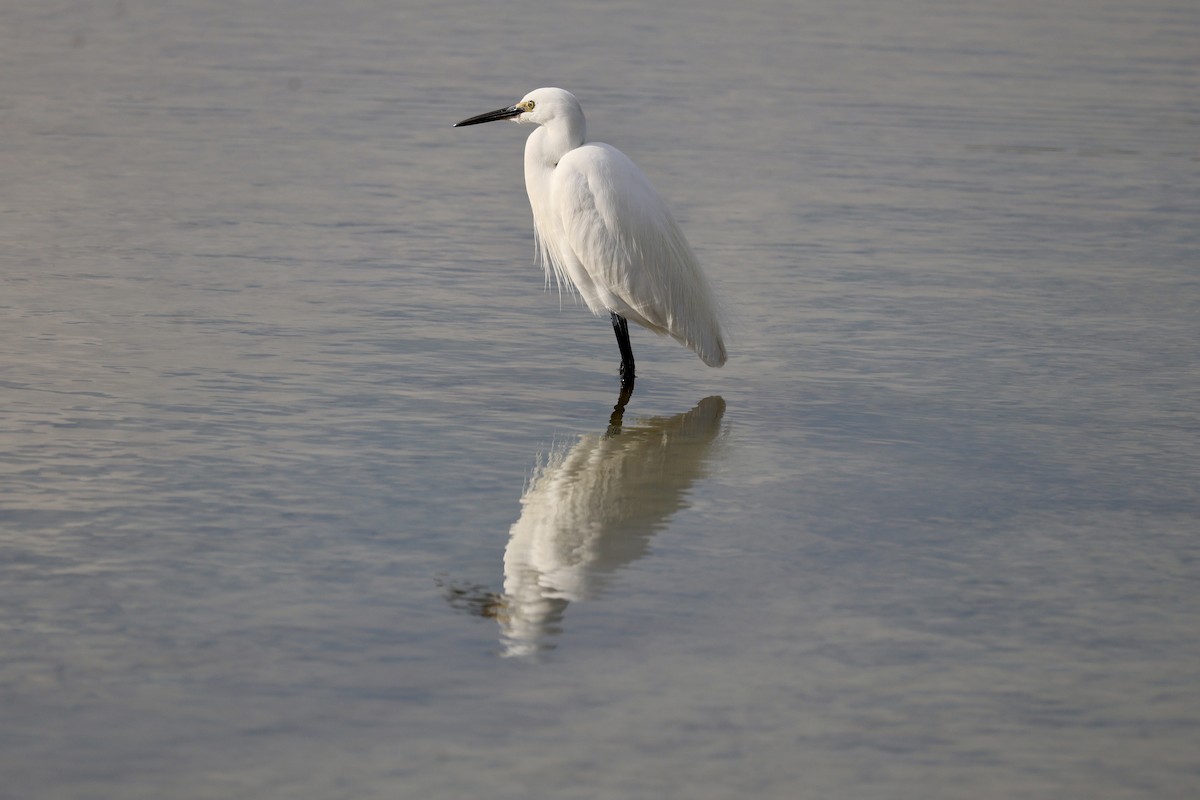 Малая белая цапля - ML646731129