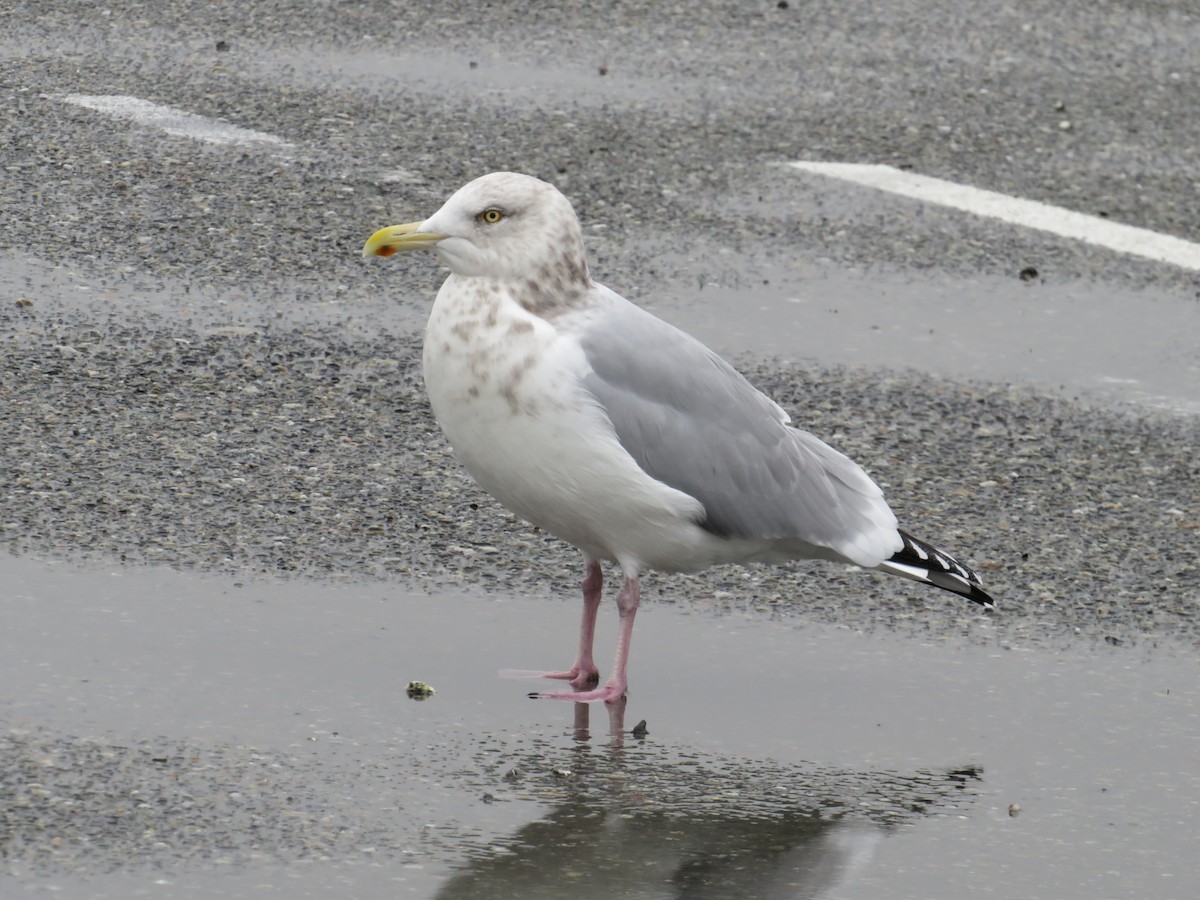 American Herring Gull - ML646731135