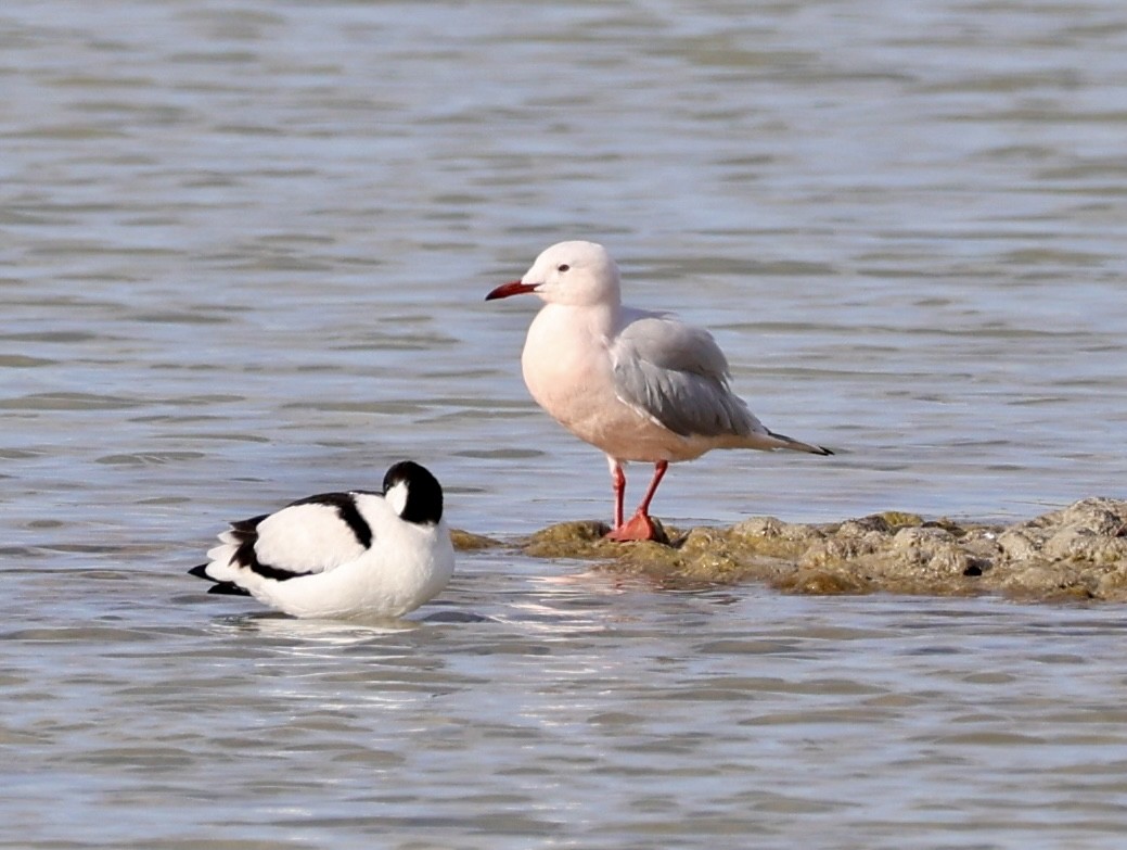 Морской голубок - ML646731139