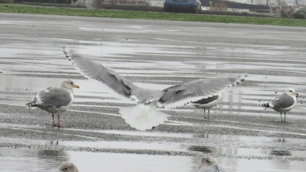 Iceland Gull (Thayer's) - ML646731146