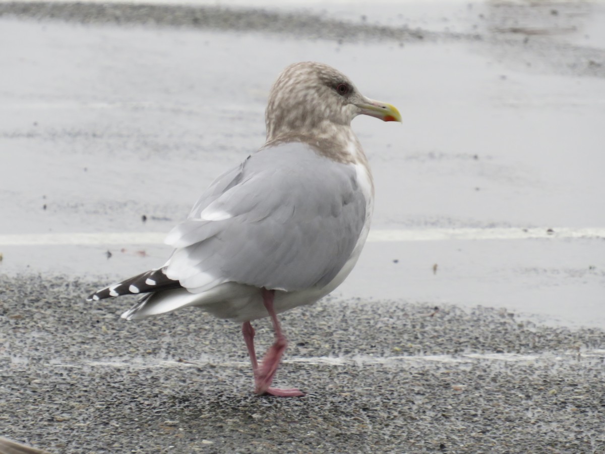 Iceland Gull (Thayer's) - ML646731147