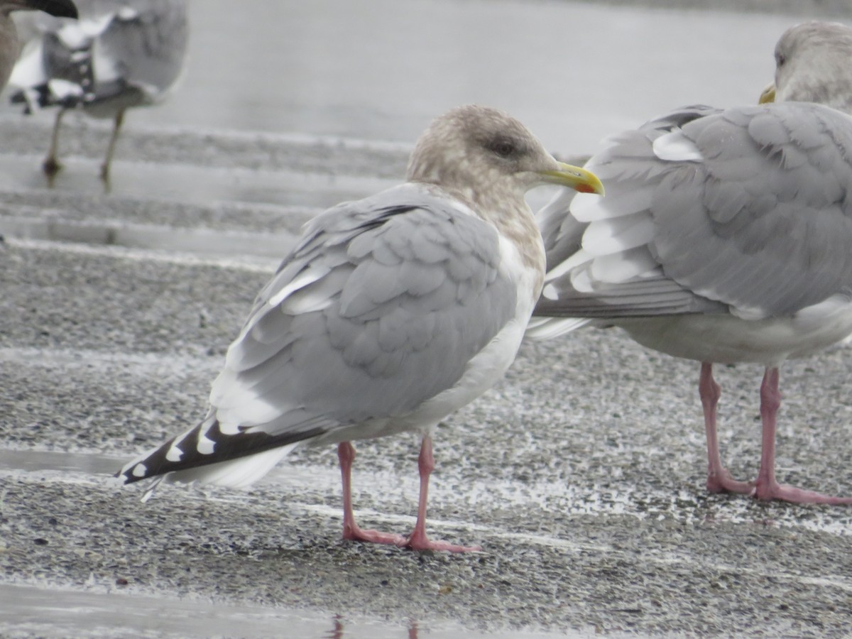Iceland Gull (Thayer's) - ML646731148