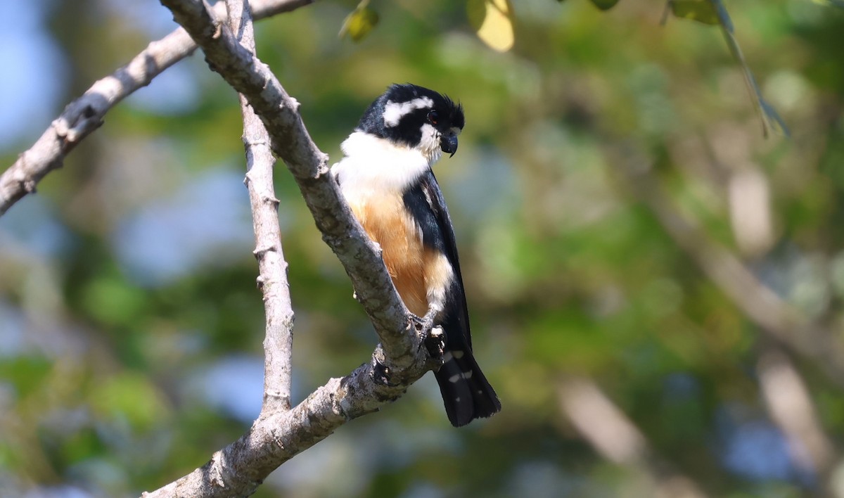 Сокіл-карлик чорноногий - ML646731149