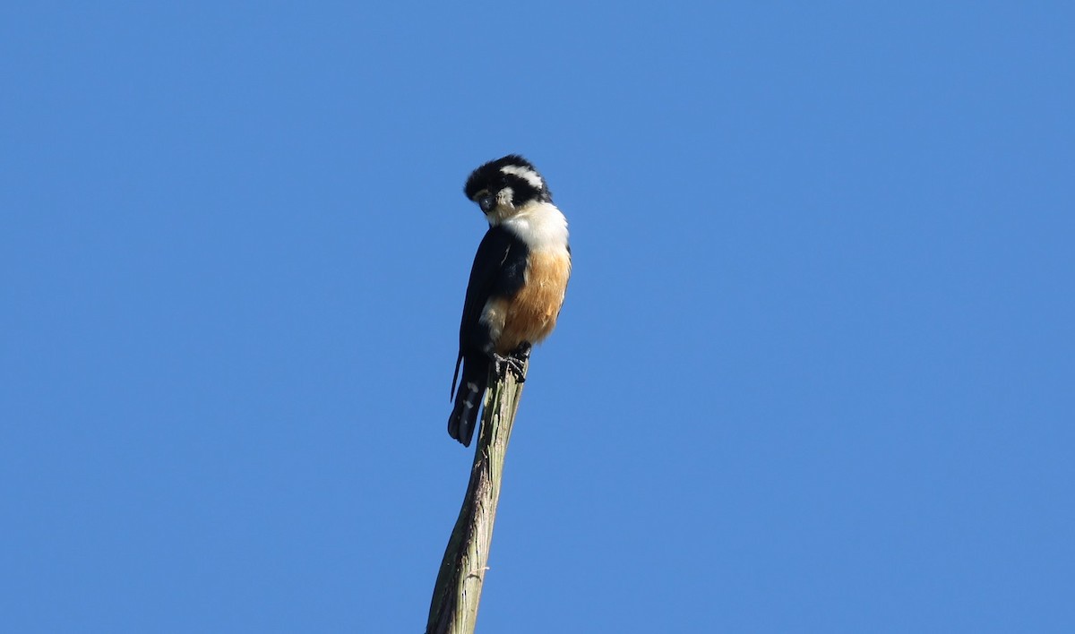 Сокіл-карлик чорноногий - ML646731157