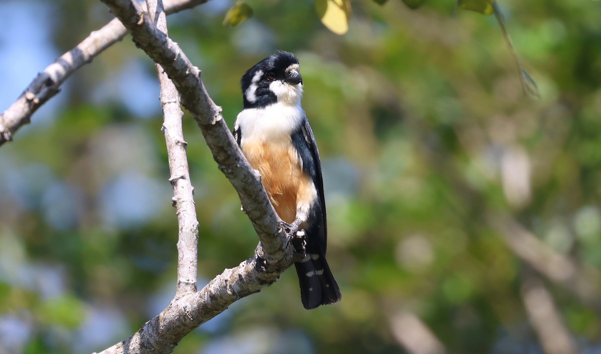 Сокіл-карлик чорноногий - ML646731158