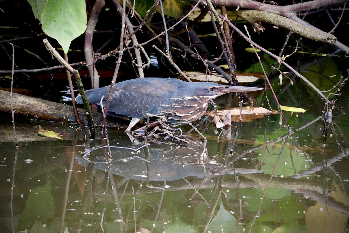 Black Bittern - ML646731159