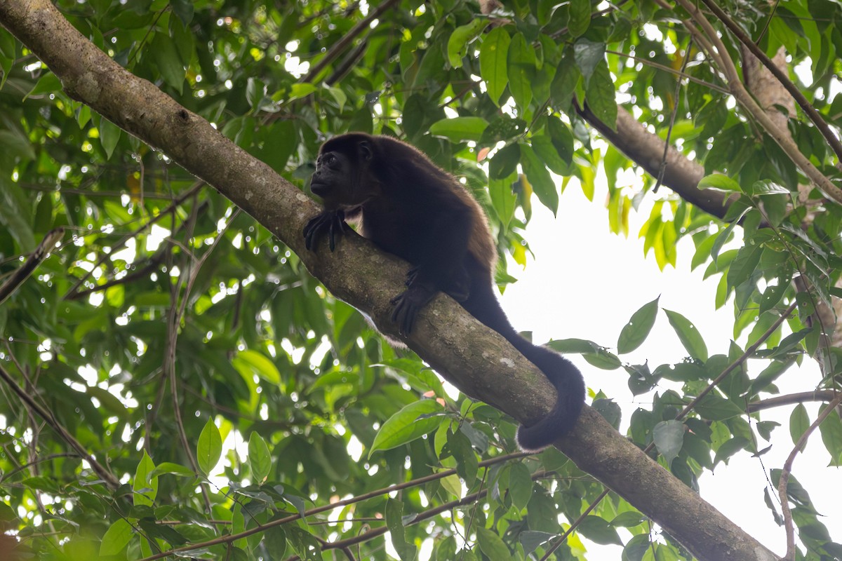 Mammals - ML646731160