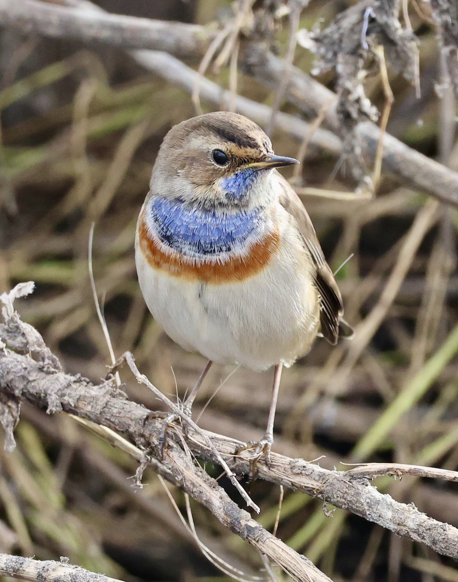 Варакушка (cyanecula/namnetum) - ML646731162