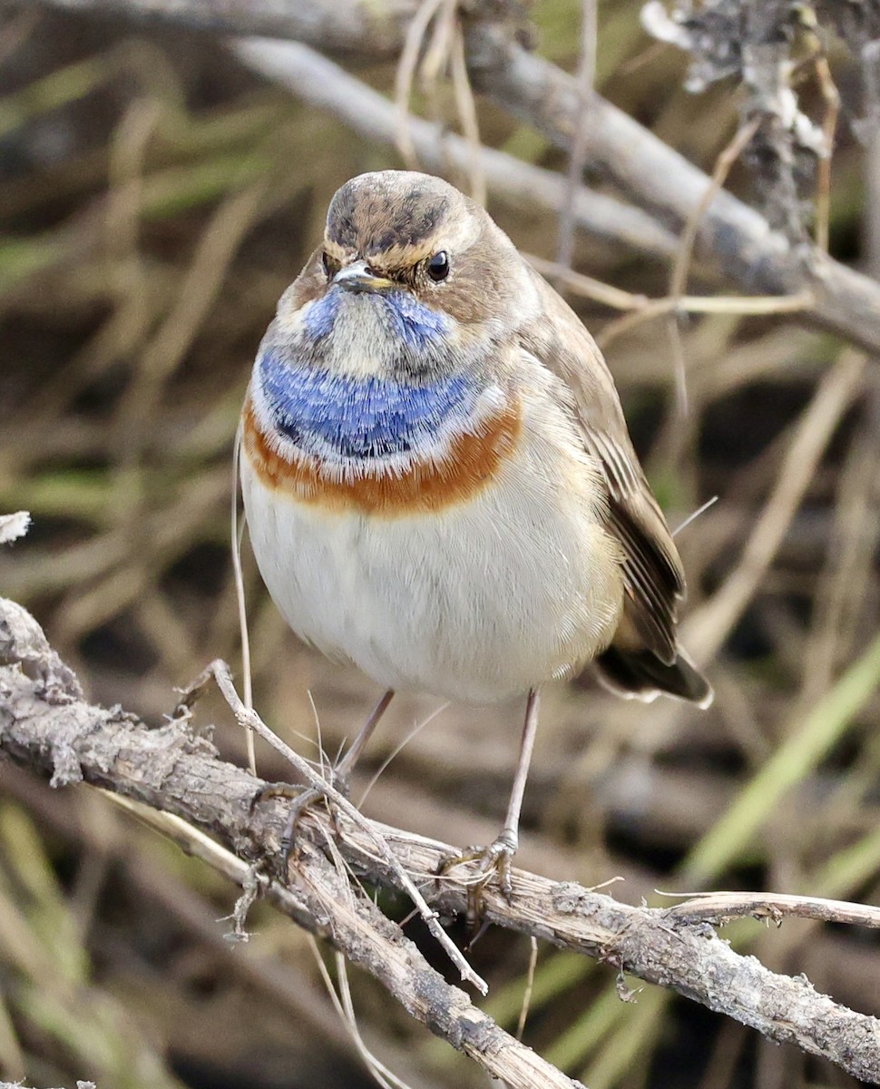 Варакушка (cyanecula/namnetum) - ML646731163