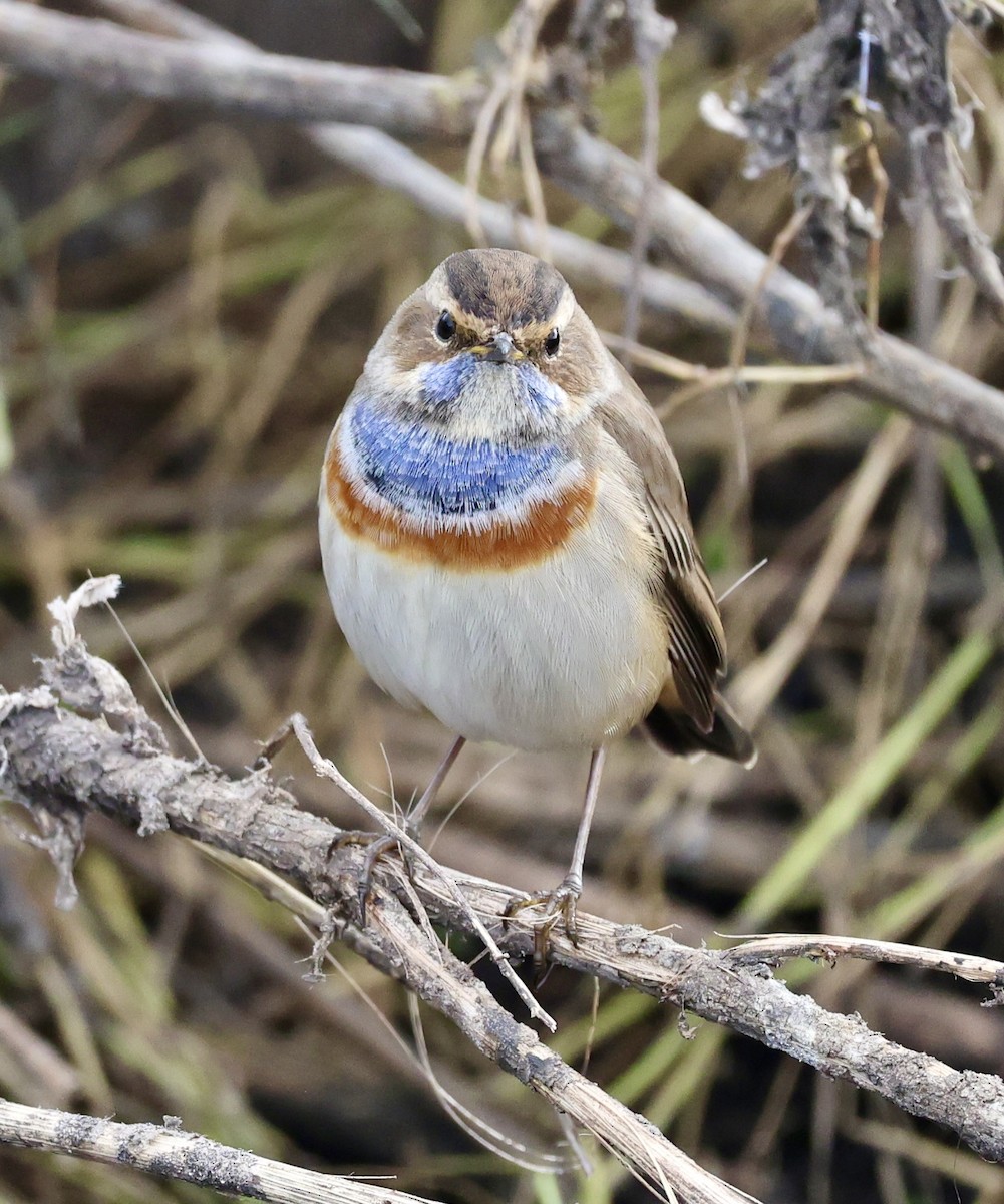 Варакушка (cyanecula/namnetum) - ML646731164