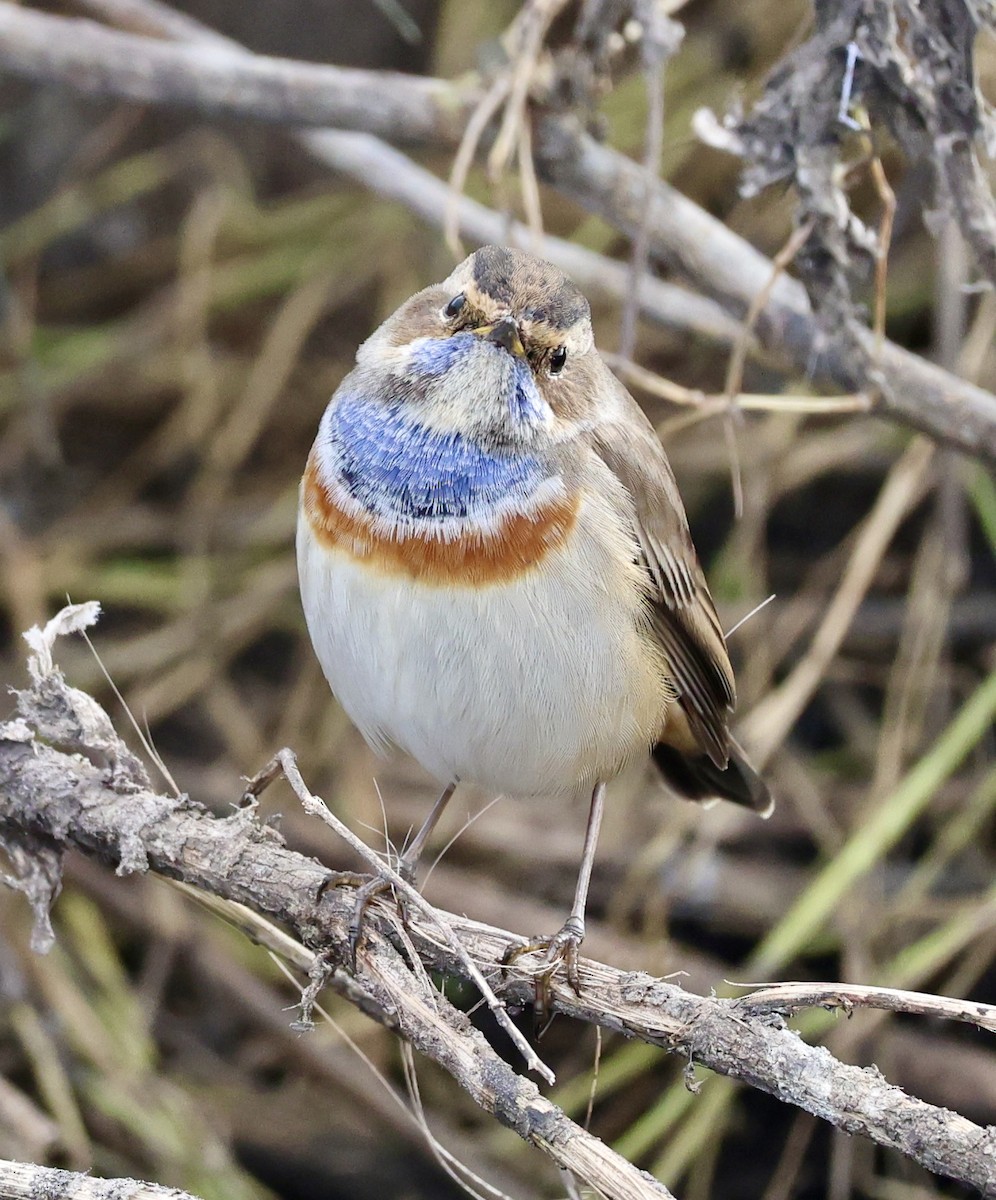 Варакушка (cyanecula/namnetum) - ML646731165