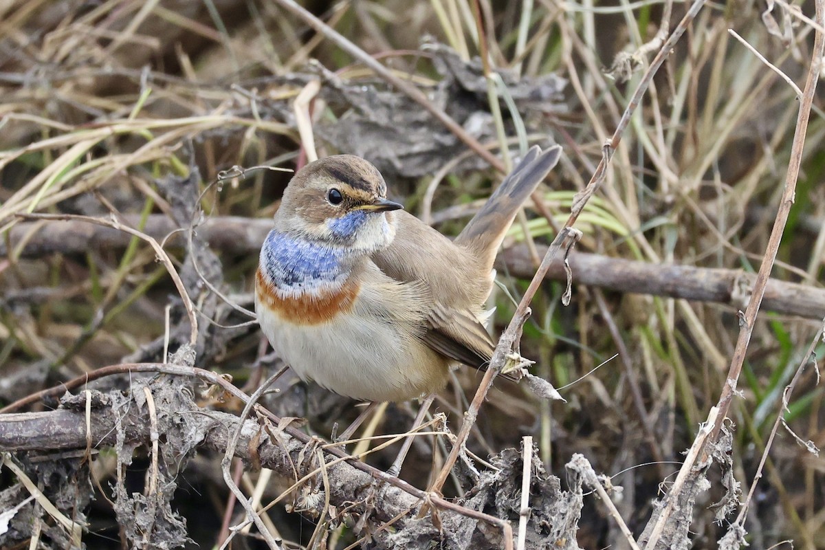 Варакушка (cyanecula/namnetum) - ML646731166