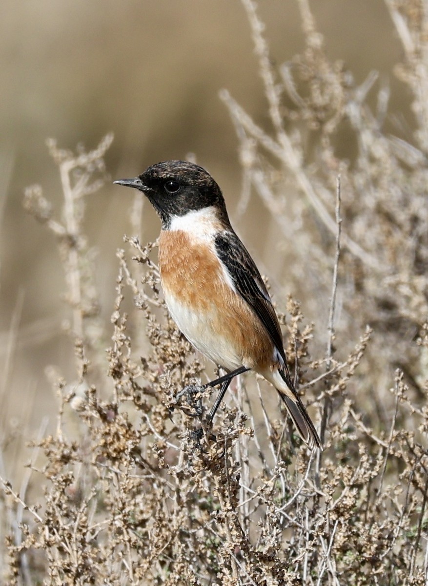 Черноголовый чекан - ML646731168