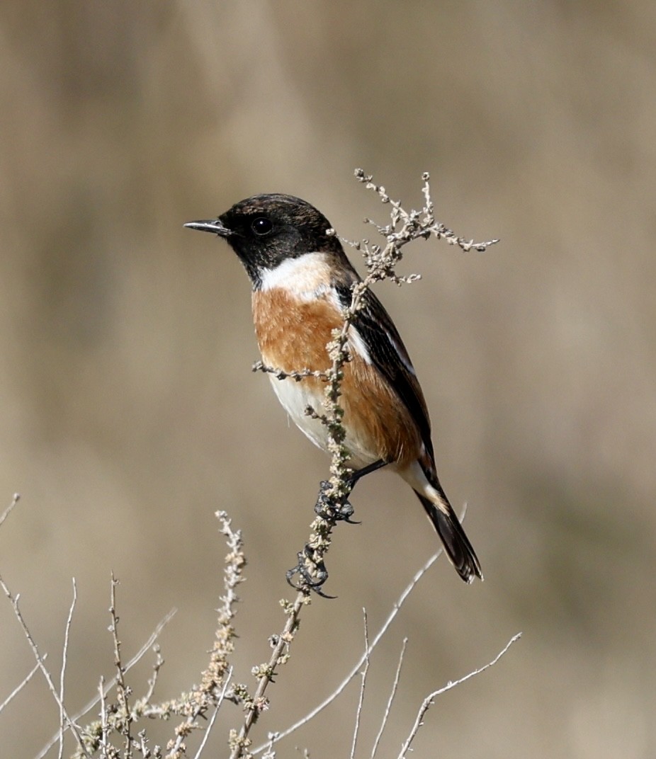 Черноголовый чекан - ML646731169