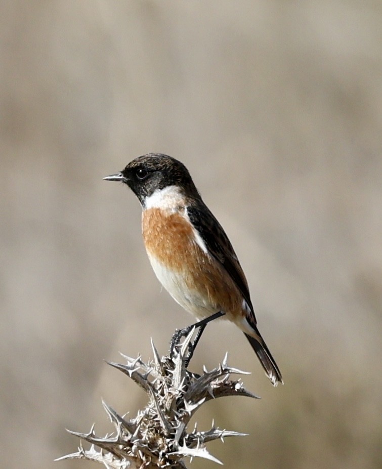 Черноголовый чекан - ML646731170