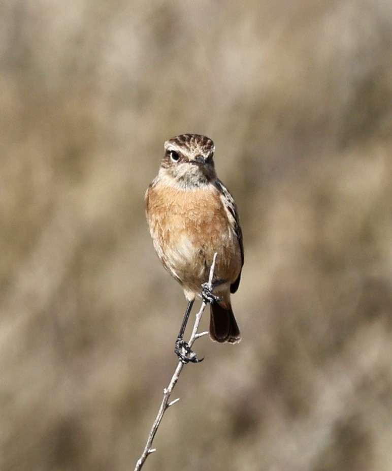 Черноголовый чекан - ML646731171