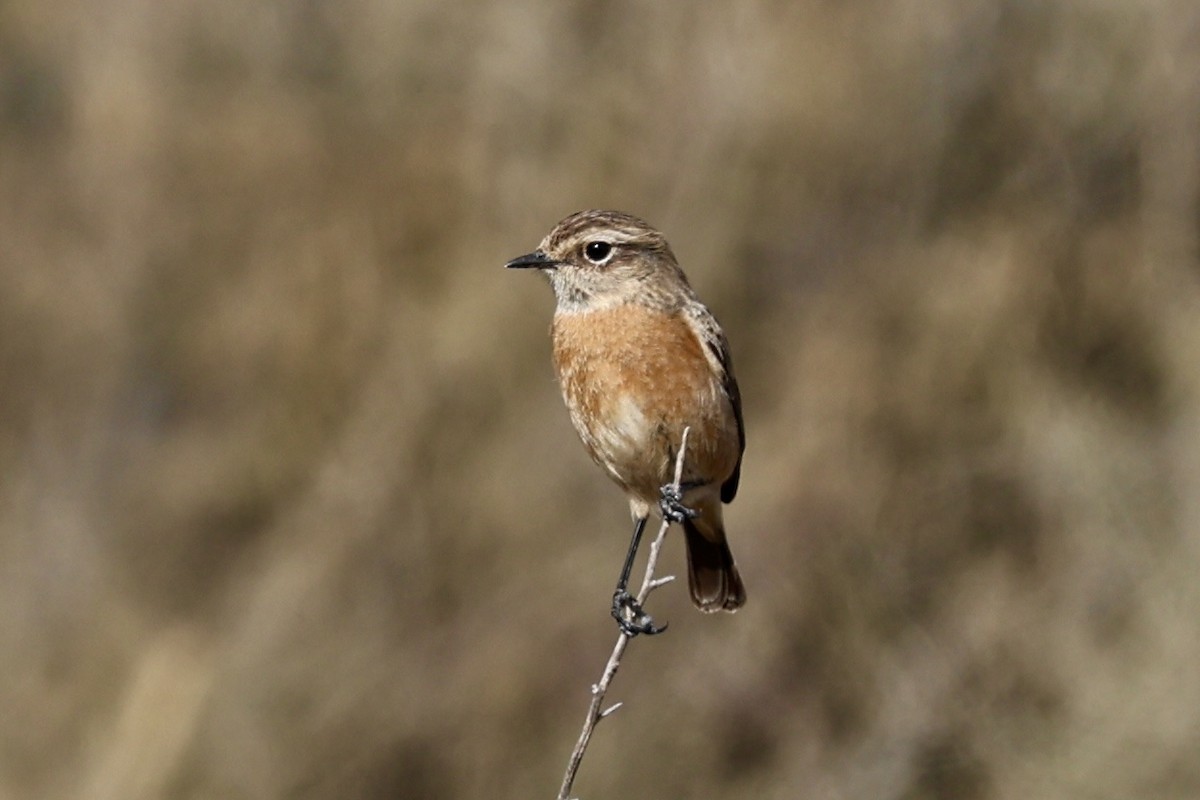 Черноголовый чекан - ML646731172