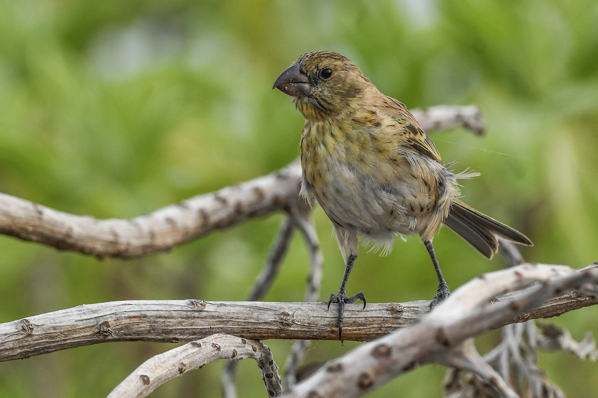 šatovník laysanský - ML646731173