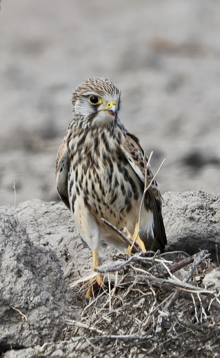 Пустельга - ML646731174