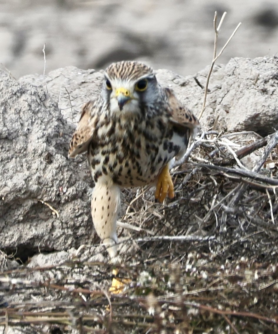 Пустельга - ML646731175