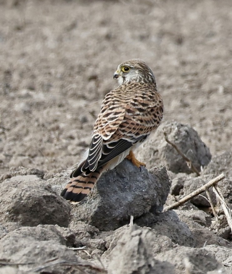 Пустельга - ML646731176