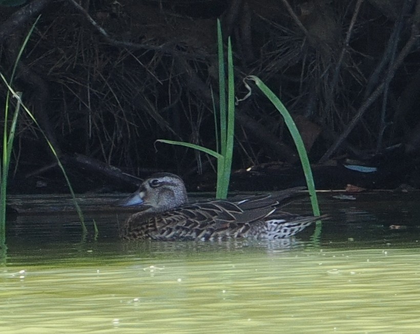 巴鴨 - ML646731178