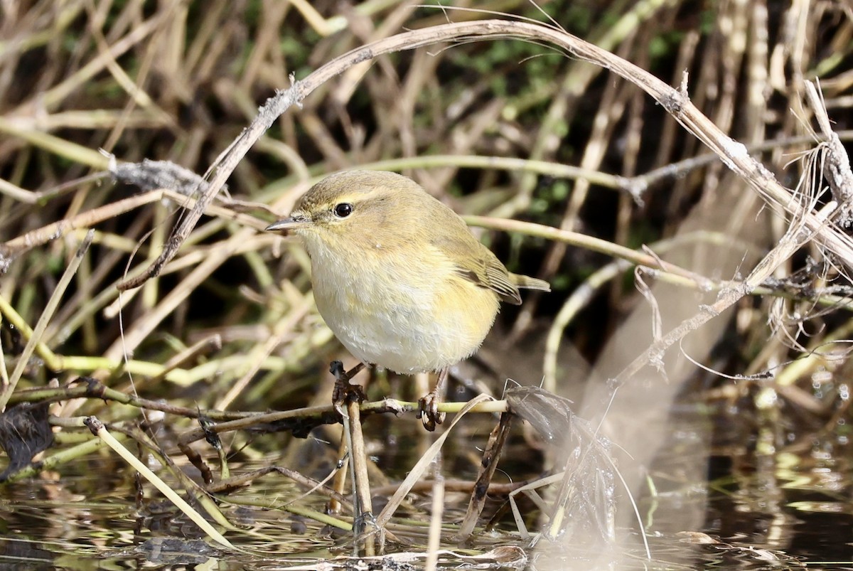 Пеночка-теньковка - ML646731180