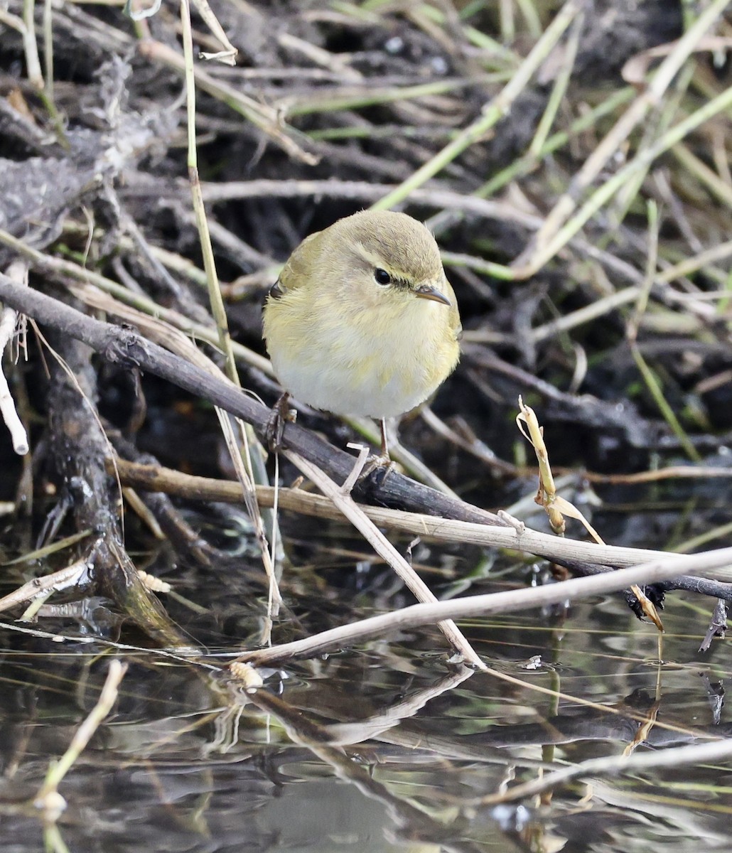 Пеночка-теньковка - ML646731181