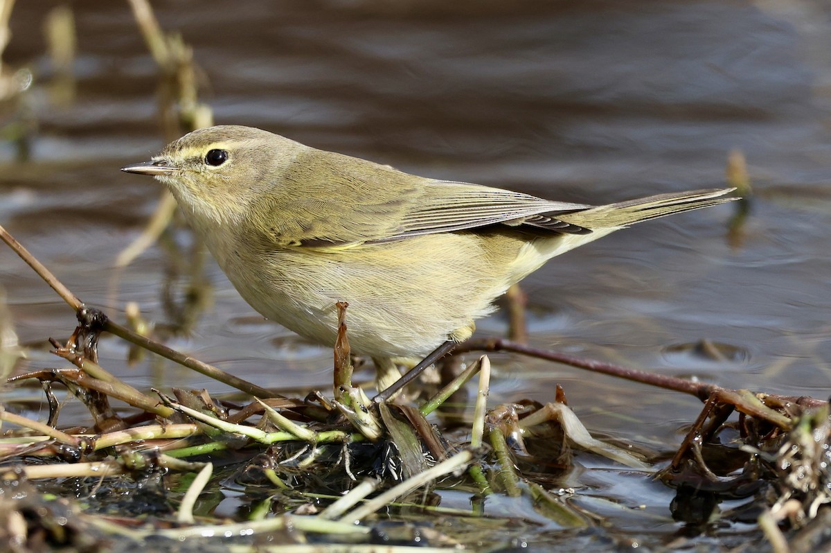 Пеночка-теньковка - ML646731182