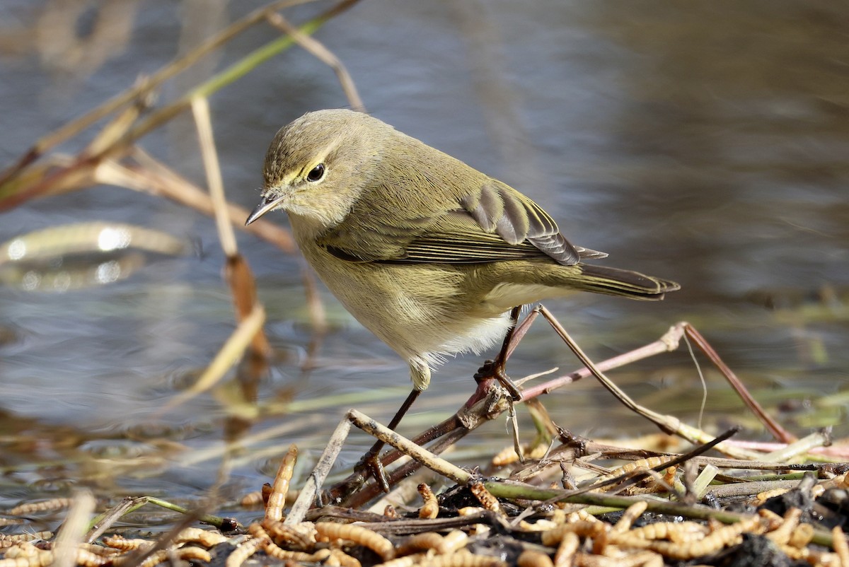 Пеночка-теньковка - ML646731183
