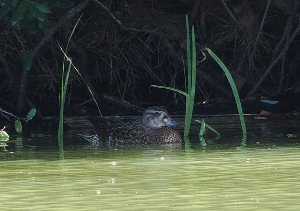 巴鴨 - ML646731185