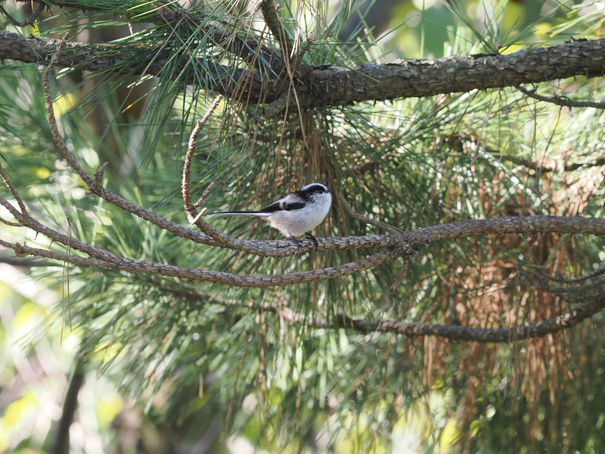 Long-tailed Tit - ML646731187